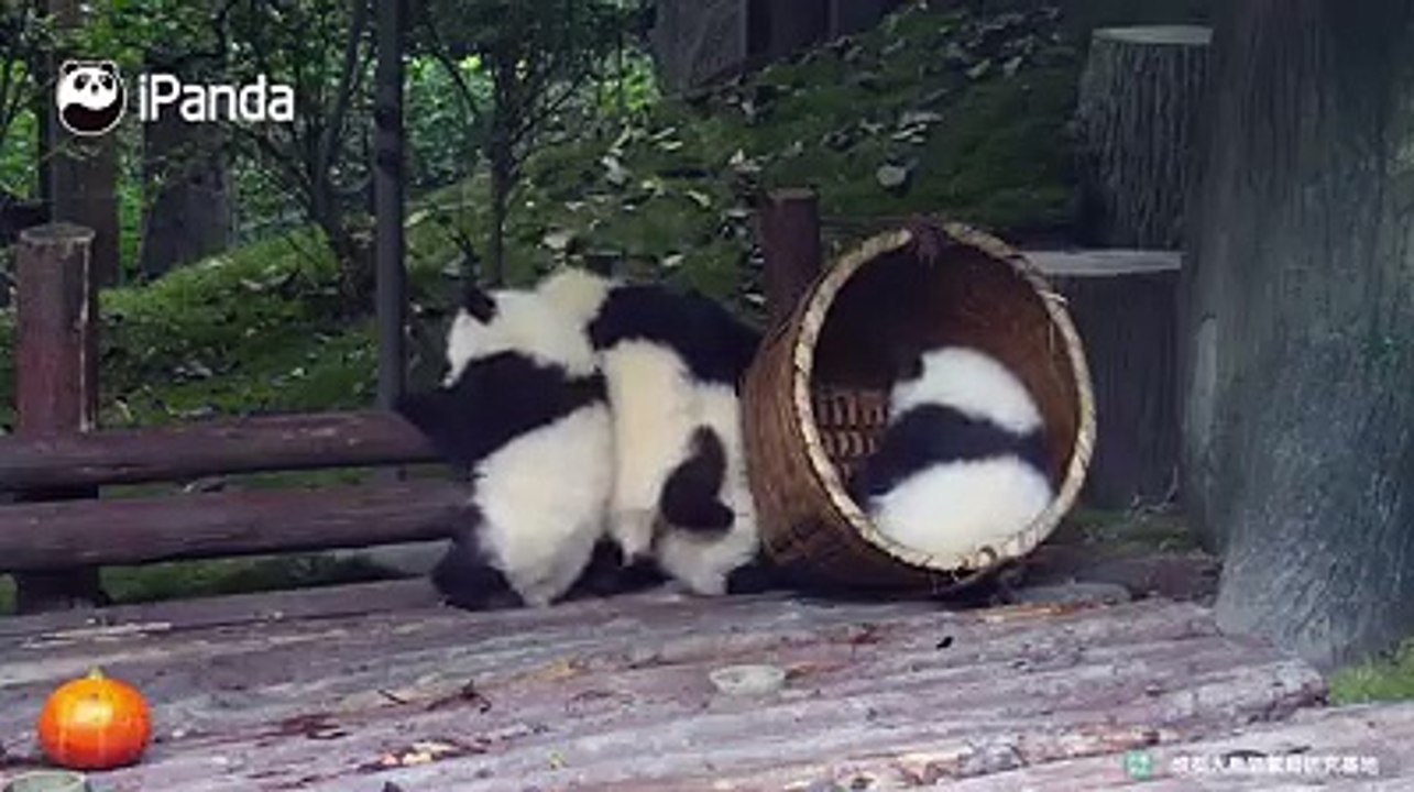 Welcome to the Panda Amusement Park. Wanna ride the bamboo roller coaster? You should wait in the line. Please observe the rule and don't push in the crowd!A