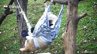 - What’s happening to this hammock, Qing Qing?- It should take the punishment. You know, I am in good shape and it can’t even hold me. It fails in its duty!#