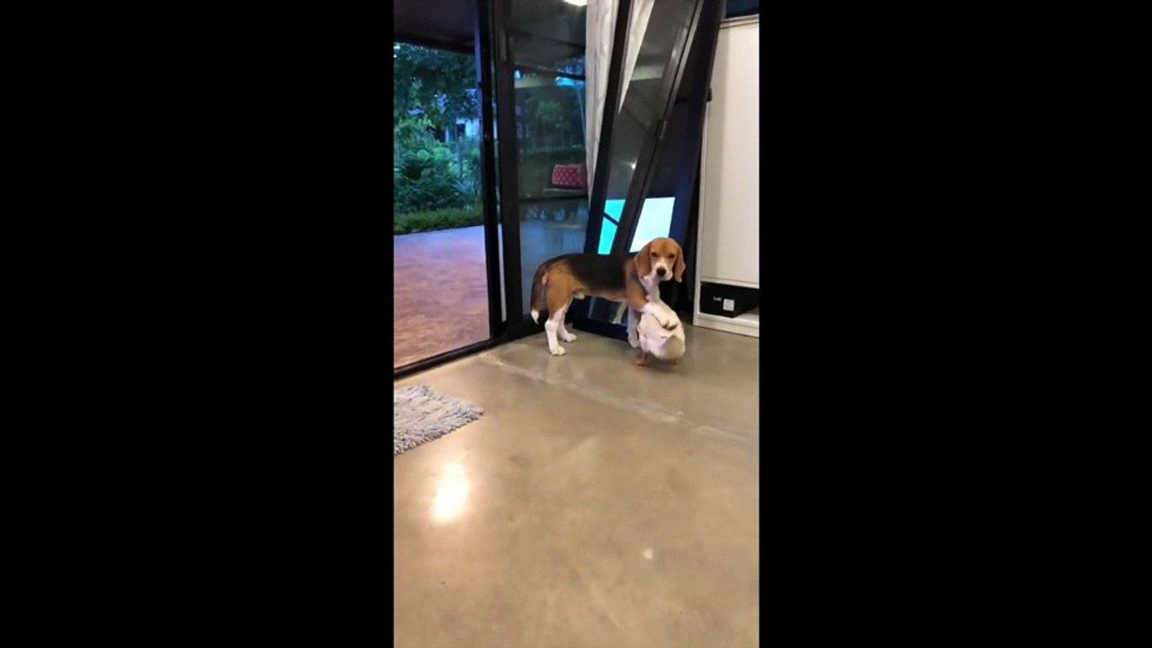 Ce chien a un nouveau pote