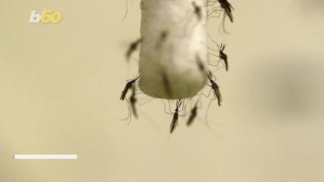 Sending Mosquitoes in the Mail Seems Like a Prank, But it Could Save Lives