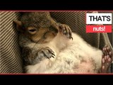 Meet the ADORABLE squirrel that gets PAMPERED everyday! | SWNS TV
