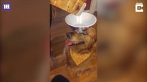 Dog balanced a bowl full of cereals on its head