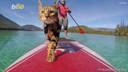 Cat Spends Days Paddleboarding on the Lake Joined by a Furry Friend You'll Have to See to Believe