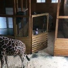 April and Oliver the Giraffe Update