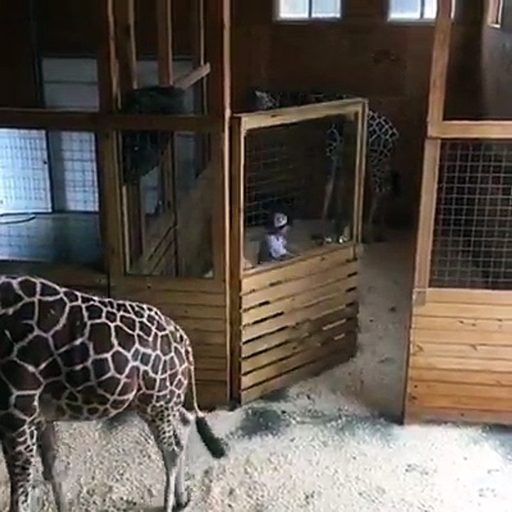 April and Oliver the Giraffe Update