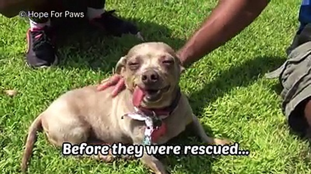 Faith in humanity restored Credit: