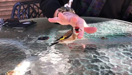 Bilincini Kaybeden Saka Yavrusunun Yürek Burkan Hikayesi