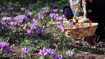 'Mucize bitki' Çukurova toprağını sevdi - OSMANİYE