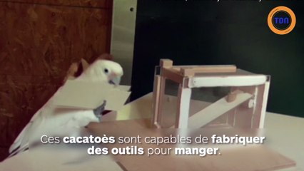 Des cacatoès fabriquent des outils en carton !