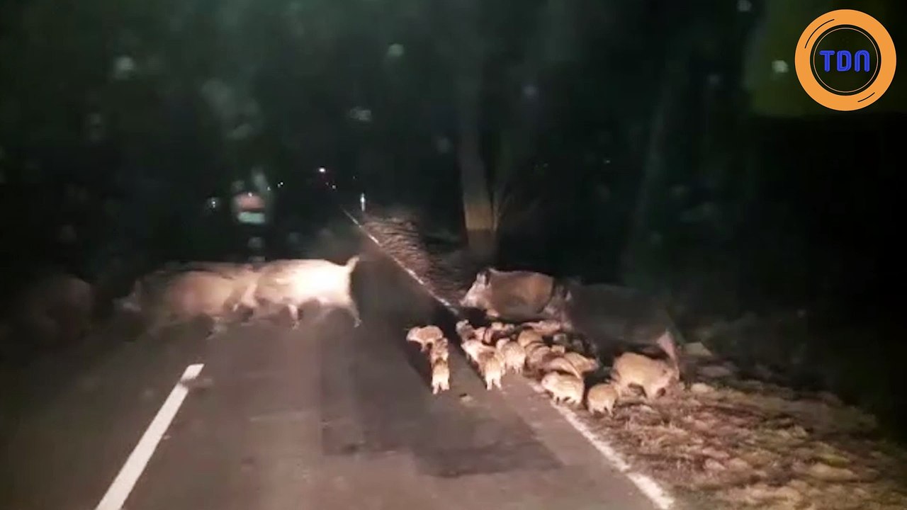 En pleine nuit, un automobiliste croise une famille de sangliers !