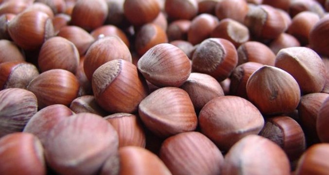 Toprak Mahsulleri Ofisi, 1 Kasım'dan İtibaren 2 Bin Ton Fındık Aldı