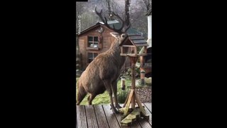 Stag Eats From Bird Feeder