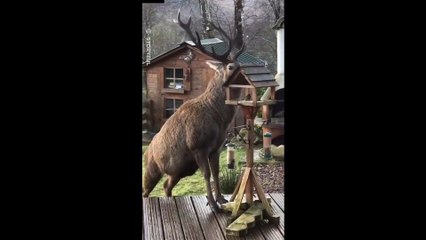 Stag Eats From Bird Feeder