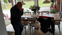 Adorable labradoodle 'sings' along while owner plays harmonica