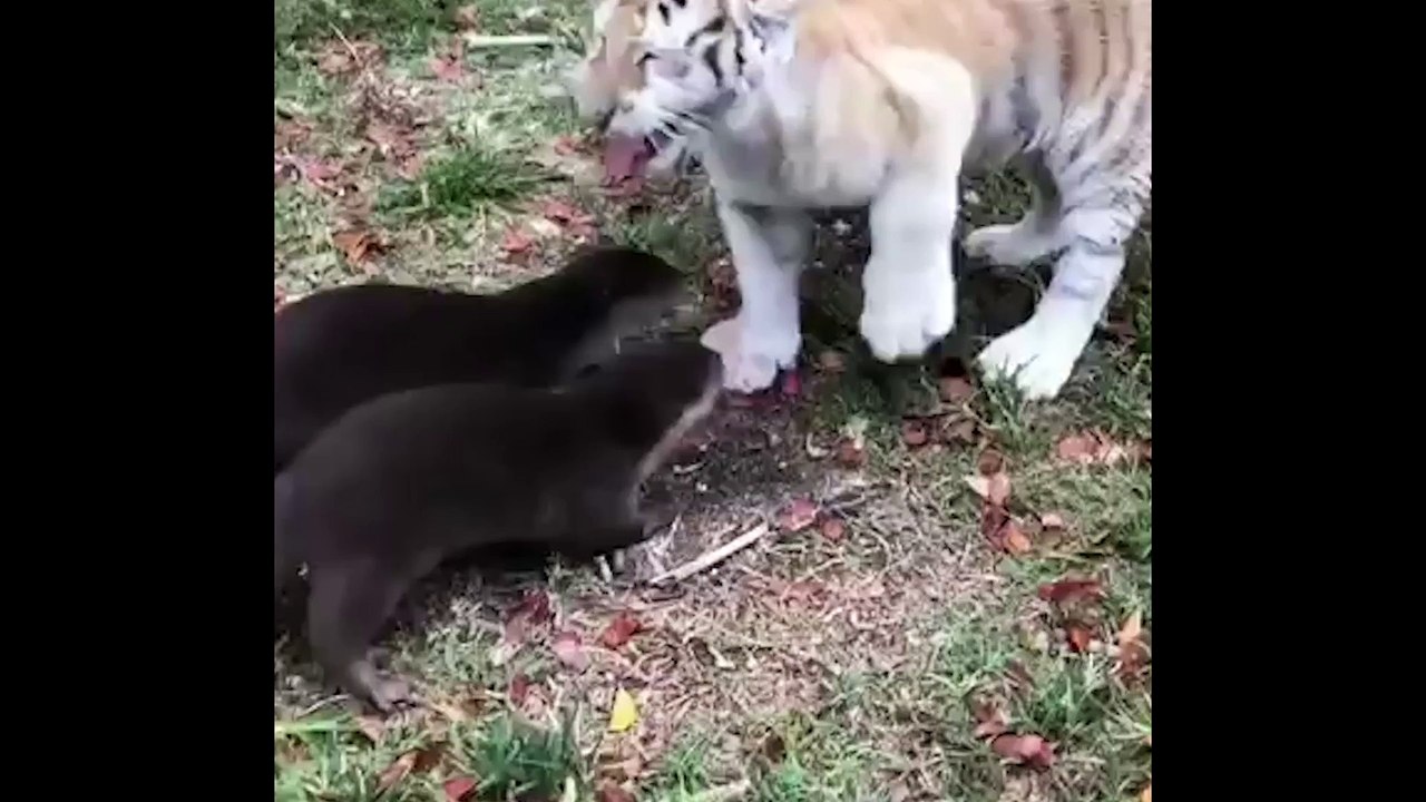 Tiger Cub Retreats From Two Otters
