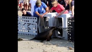 Sea Lion Released Into Ocean Checks On Friend