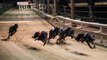 Florida to Ban Greyhound Racing by 2020