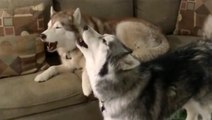 Howling Huskies