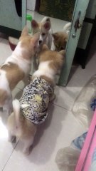 Dogs See Their Mirror Twins