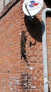 Climber Cat Scales Wall