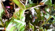 Monarch Butterflies In Florida Have Suffered An 80% Population Loss Since 2005