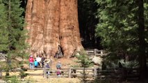 Une vue incroyable de l'arbre le plus imposant du monde : General Sherman -  parc national de Sequoia (Californie, États-Unis)