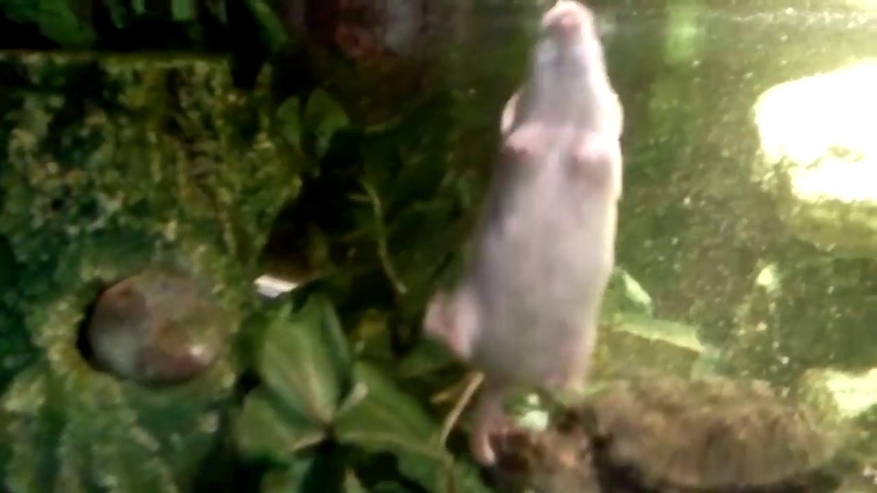 Cette tortue serpentine va dévorer une pauvre souris... Nature cruelle