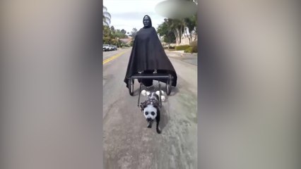 Vea el original disfraz con el que este perro salió en Halloween a pedir golosinas