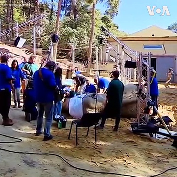 په تبلس کې د ګرانډ په نوم د آسیایي فیل دغاښ عملیات په کامیابی سره پای ته ورسیدل. څلور کاله وړاندې برتانیوي ډاکټرانو د دغه فیل د دواړو غاښونو عملیات کړی و خو فیل