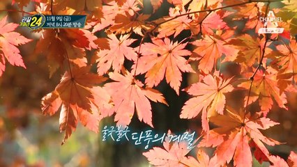 [예고] 빨간 맛을 탐하다! '순창 고추장 마을'