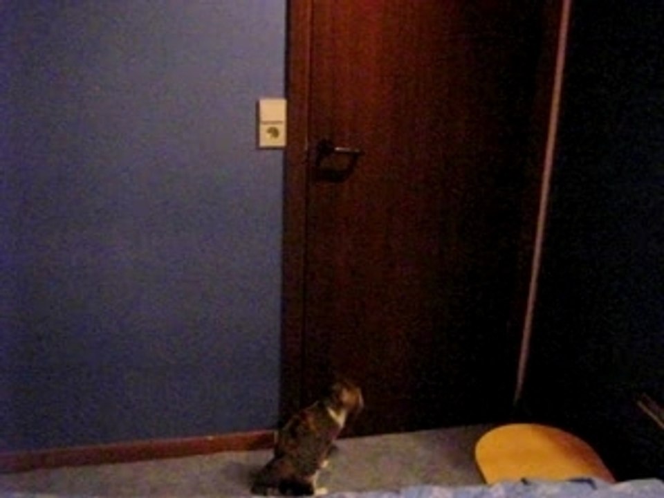 Mon chat ouvre la porte