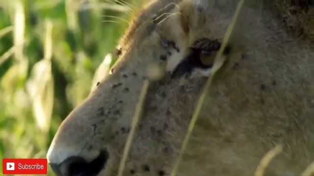 Amazing Mother Puma Protect Her Baby From Grizzly Bear Hunting - Leopard vs Hyenas vs Rhino,Elephant