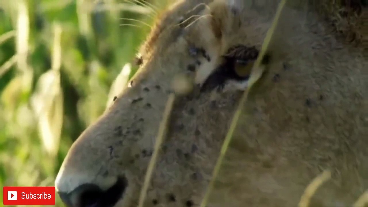 Amazing Mother Puma Protect Her Baby From Grizzly Bear Hunting - Leopard vs Hyenas vs Rhino,Elephant