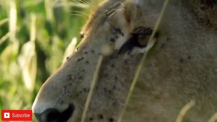 Amazing Mother Puma Protect Her Baby From Grizzly Bear Hunting - Leopard vs Hyenas vs Rhino,Elephant