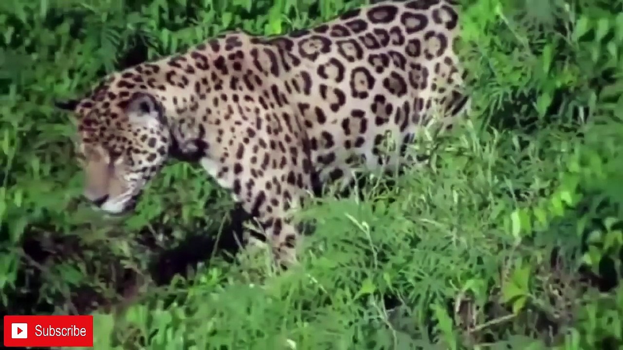 Top 8 Big Battle Of Leopard with Wild Animals - Leopard vs Crocodile,Lion,King Cobra(000018.495-001014.963)