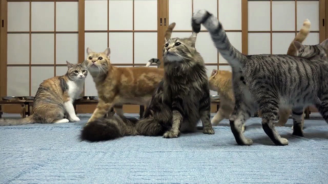 13 cats dining make a mad escape Funny Video