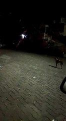 குன்னூர் பகுதியில் ஜாலியாக சுற்றித்திரியும்  கரடி.. பீதியில் மக்கள்-வீடியோ