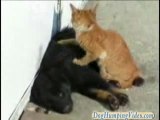 Dog Massage By Cute Cat!
