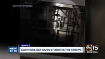 Students spot rat in Tempe High School cafeteria, cite sanitary concerns