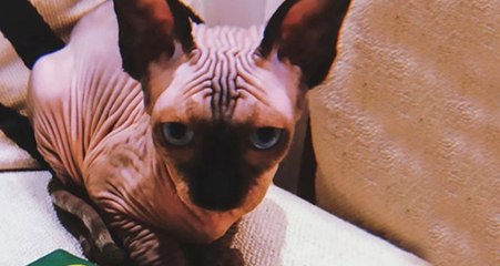 Ünlü Futbolcu Cristiano Ronaldo, Evine Sfenks Kedisi Aldı