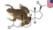 Hormone aids regenerationof amputated limbs in frogs