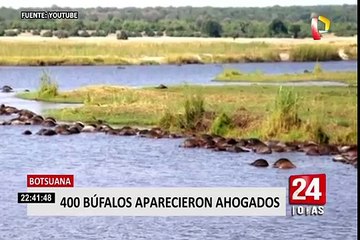 Botsuana: 400 búfalos aparecieron ahogados en río Chobe