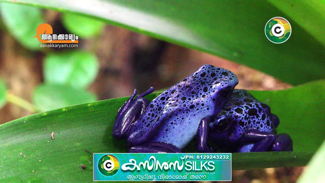 the  most dangerous animals in the world