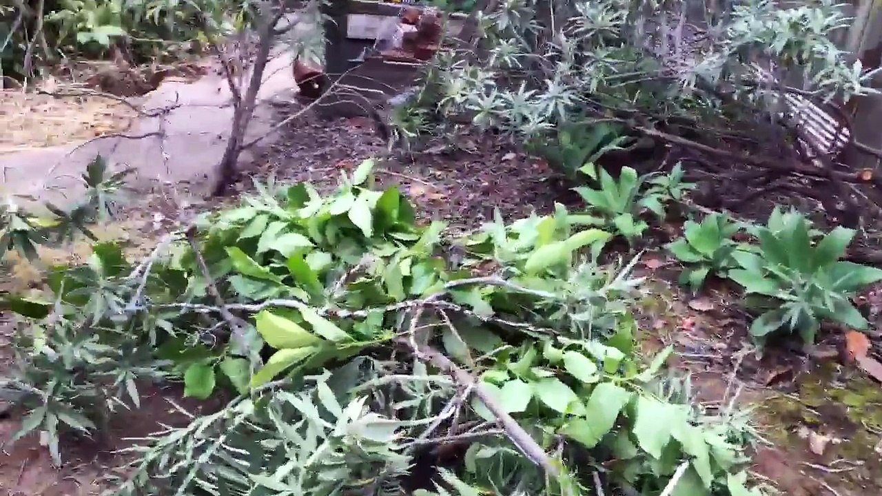 Lawn and Garden Maintenance Services Santa Barabra, CA