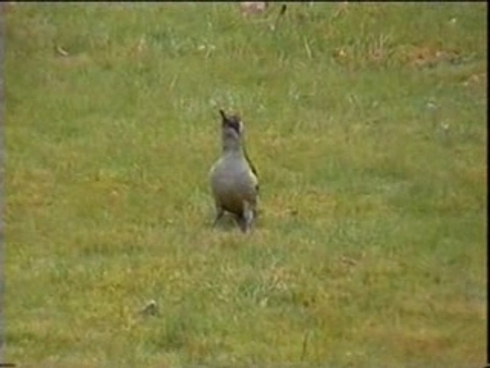 Le pivert woodpecker