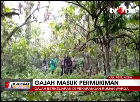 6 Ekor Gajah Liar Masuk Pekarangan Rumah Warga
