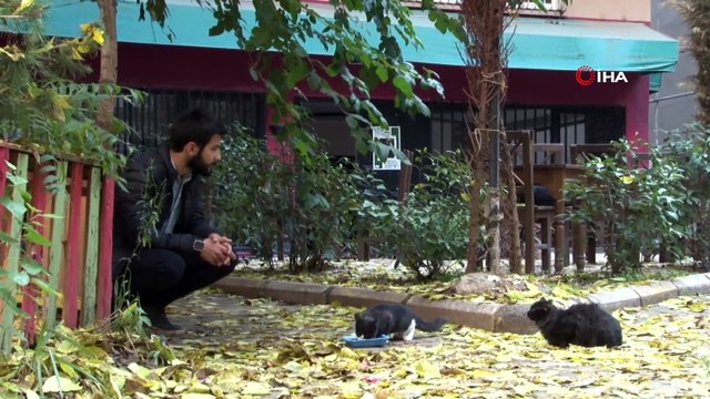 Hayvanlara yapılan şiddete dayanamadı, kedi belgeseli çekti