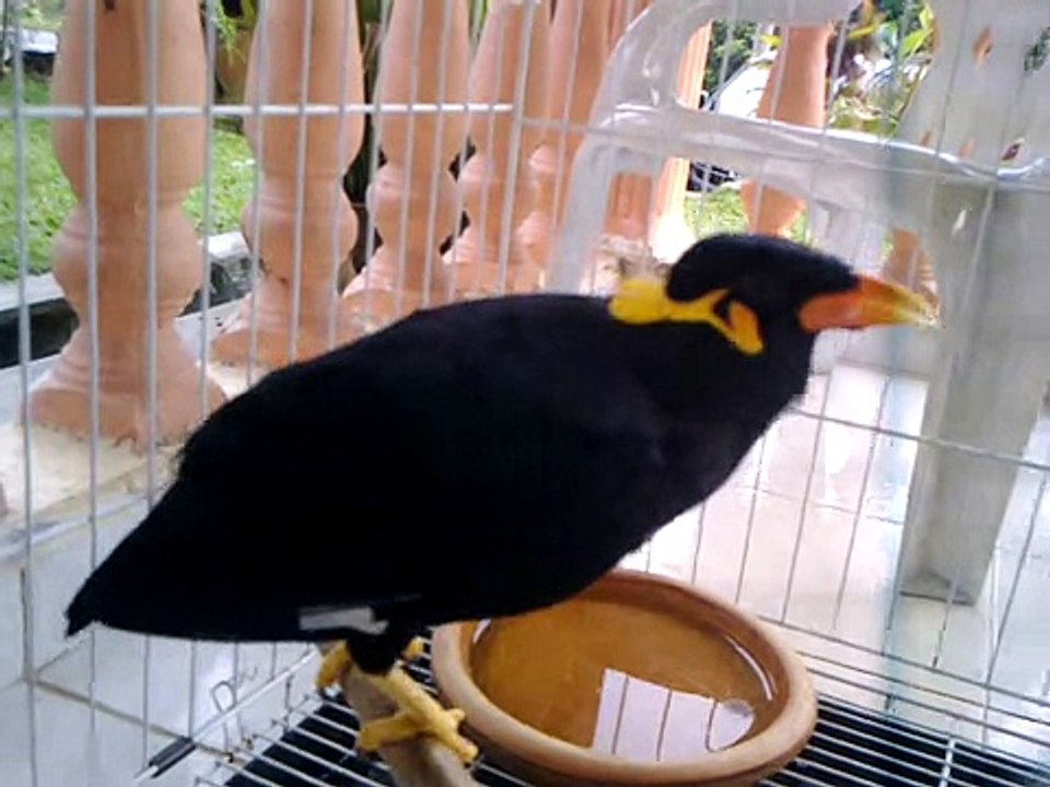 bird sound