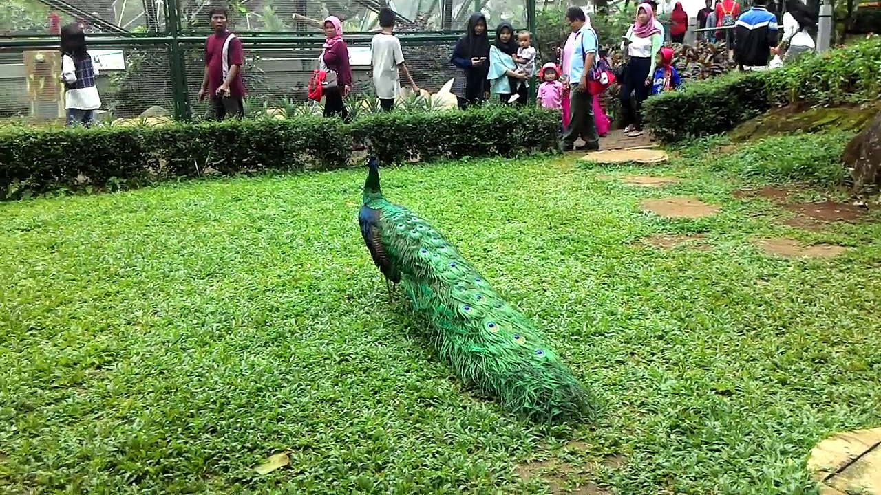 peacock dance