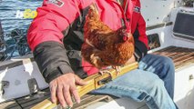 25-Year-Old Sails Around World with Pet Hen as Company
